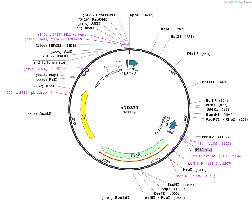 137021-plasmid-map-sequence-id-274046