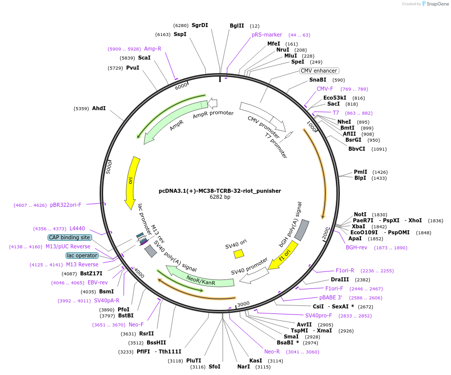 138988-plasmid-map-sequence-id-274047