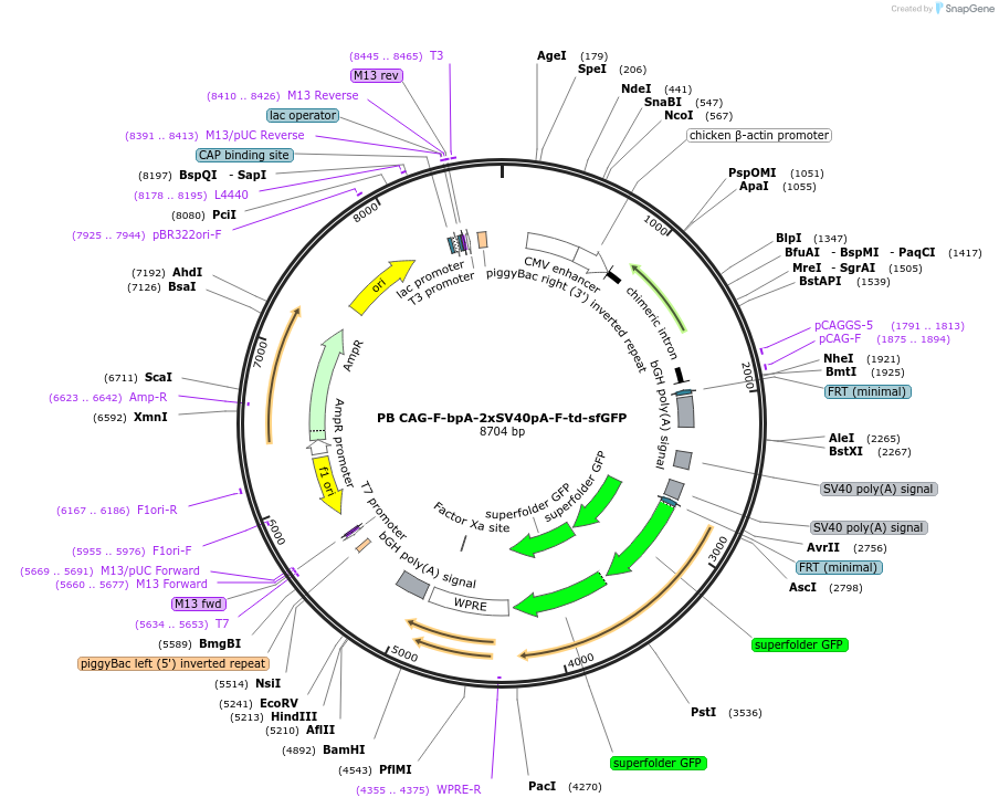 133572-plasmid-map-sequence-id-274057