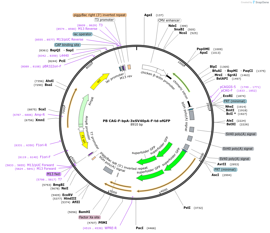 133573-plasmid-map-sequence-id-274063