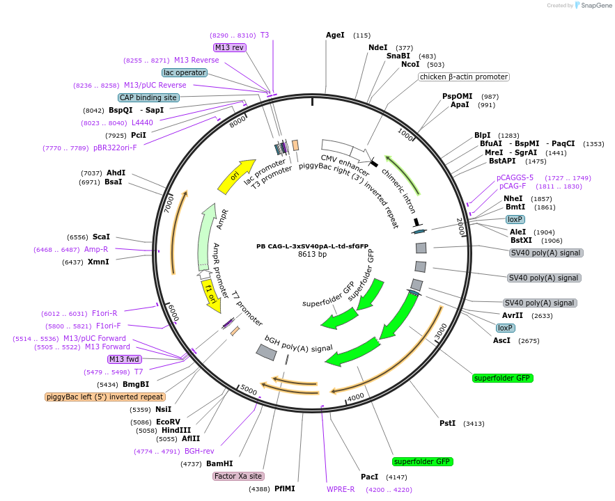 133574-plasmid-map-sequence-id-274064