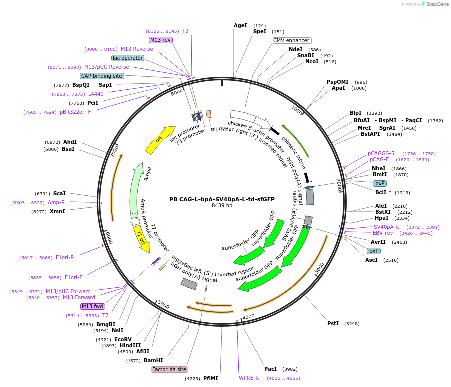 133575-plasmid-map-sequence-id-274068