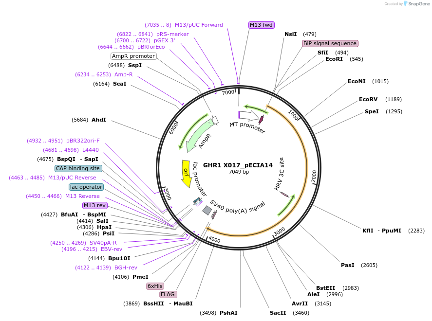 114847-plasmid-map-sequence-id-274070