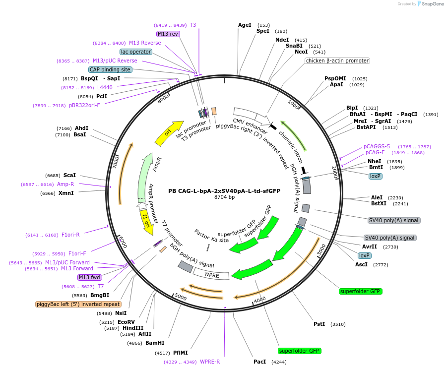 133576-plasmid-map-sequence-id-274071