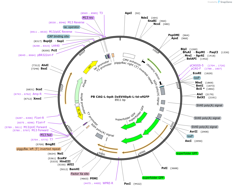 133577-plasmid-map-sequence-id-274079