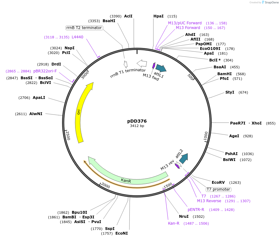 137022-plasmid-map-sequence-id-274081