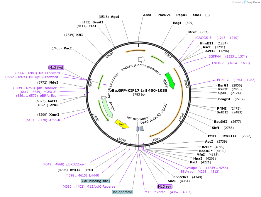 134617-plasmid-map-sequence-id-274082