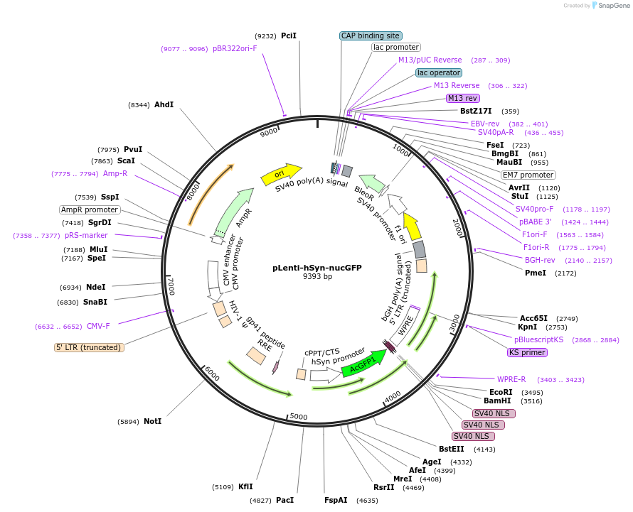 140190-plasmid-map-sequence-id-274101