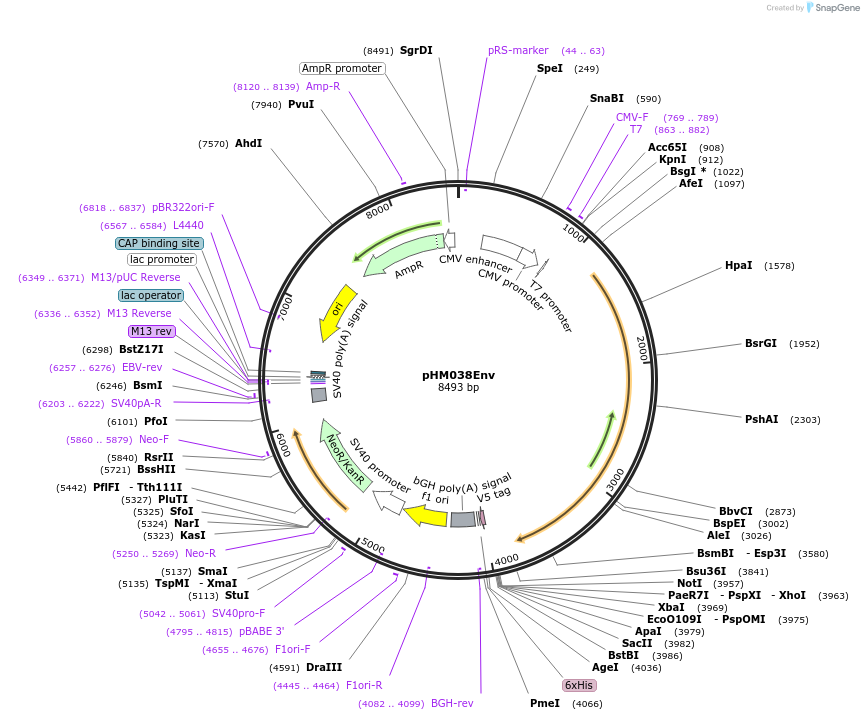137688-plasmid-map-sequence-id-274142