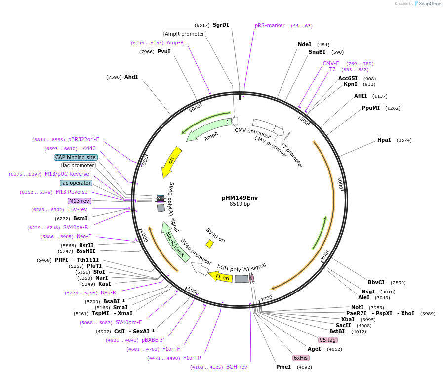 137684-plasmid-map-sequence-id-274146