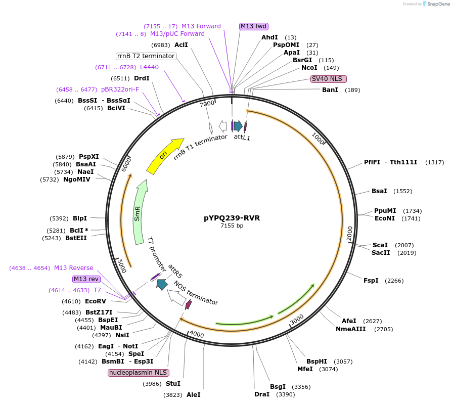 108863-plasmid-map-sequence-id-274167
