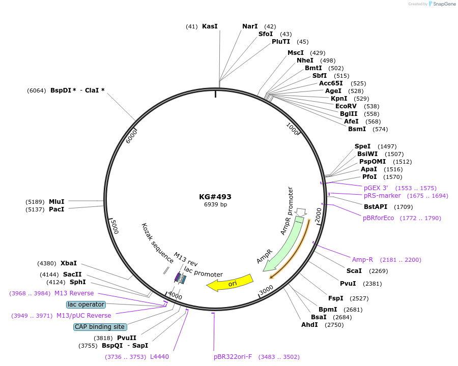 110932-plasmid-map-sequence-id-274184