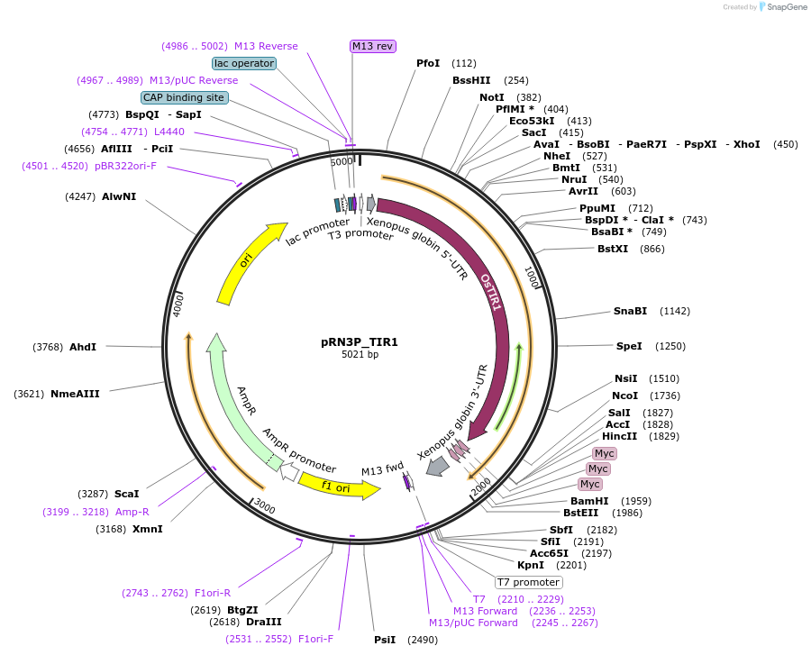 119766-plasmid-map-sequence-id-274198