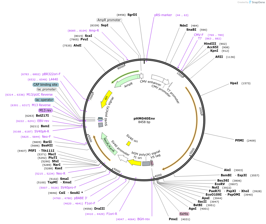 137677-plasmid-map-sequence-id-274205