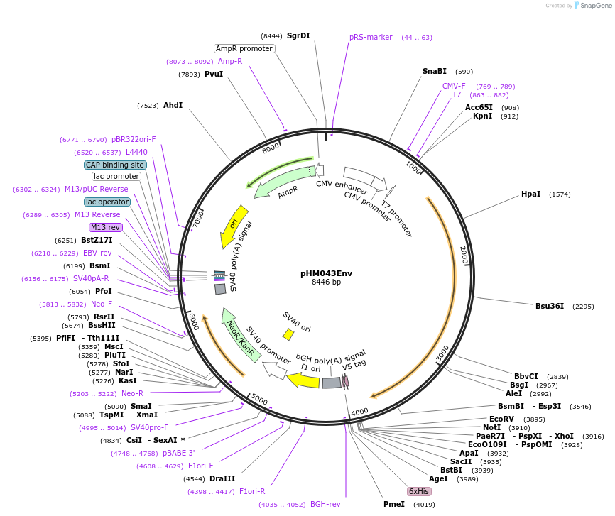 137675-plasmid-map-sequence-id-274211