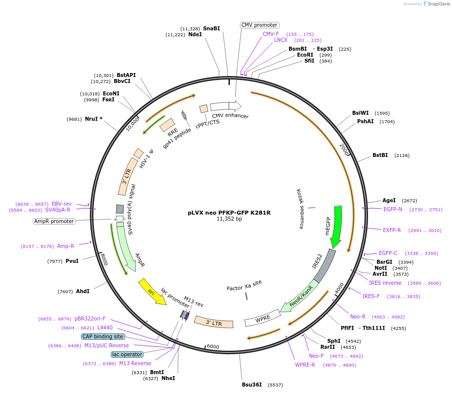 138288-plasmid-map-sequence-id-274234