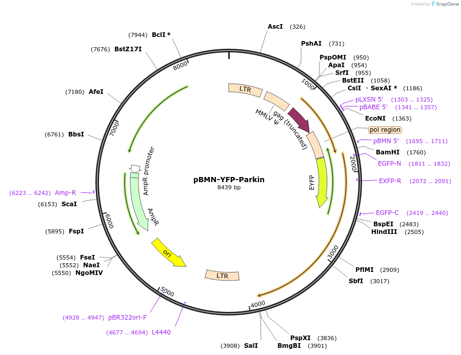 59416-plasmid-map-sequence-id-274319