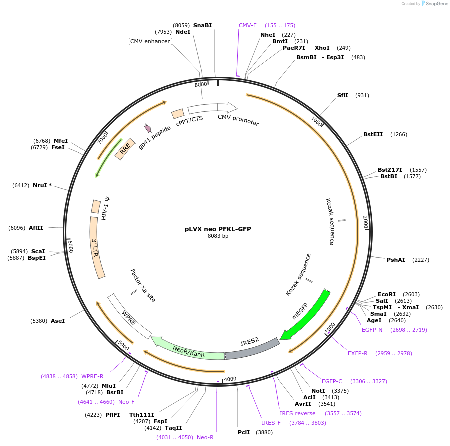 138289-plasmid-map-sequence-id-274323