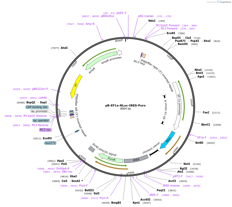 130936-plasmid-map-sequence-id-274359