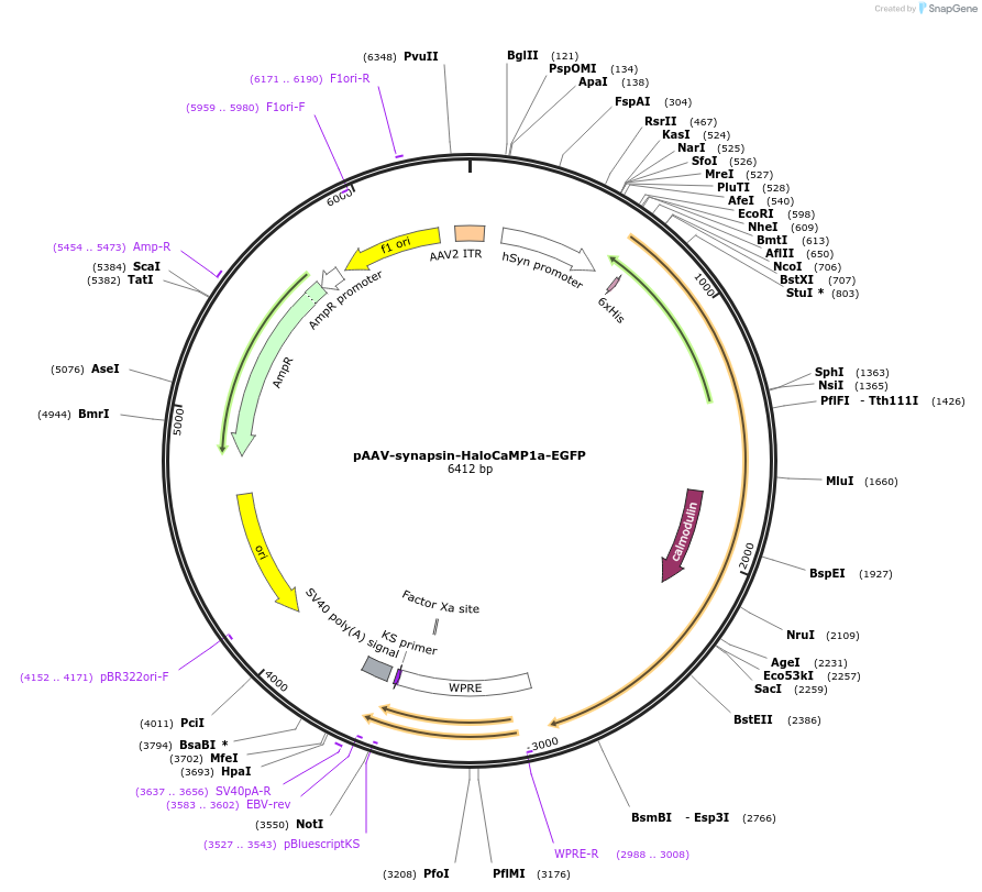 138327-plasmid-map-sequence-id-274366