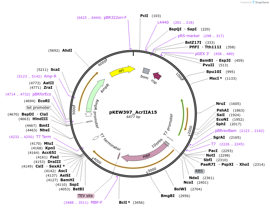138285-plasmid-map-sequence-id-274368