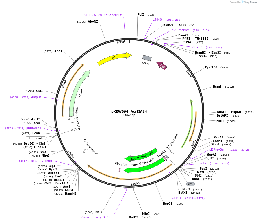 138283-plasmid-map-sequence-id-274370