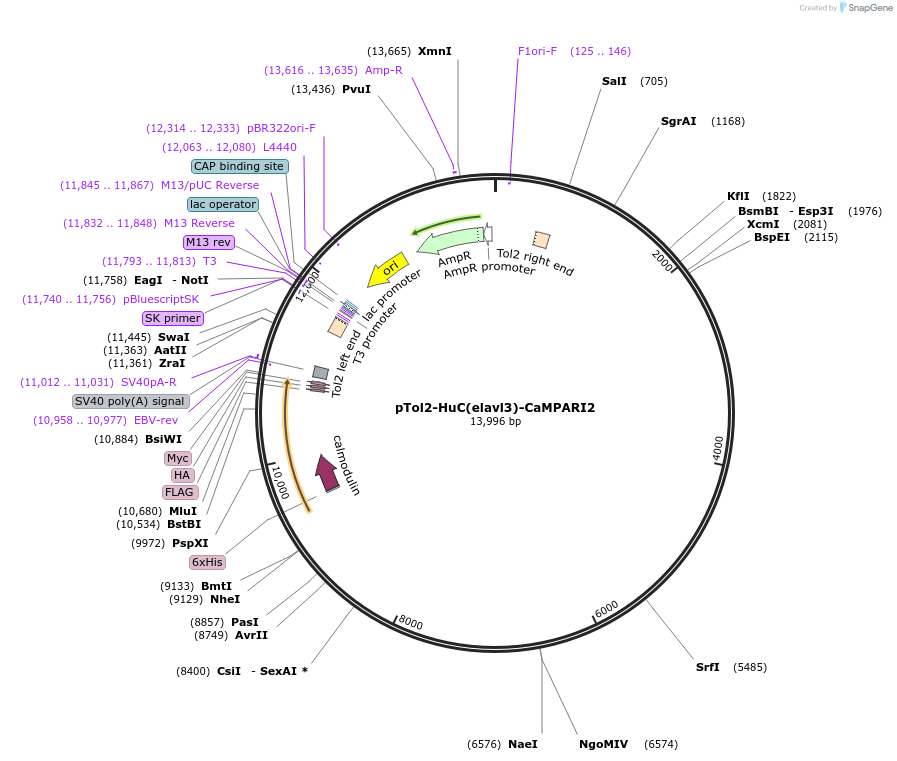 137185-plasmid-map-sequence-id-274372