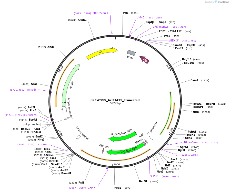 138286-plasmid-map-sequence-id-274377