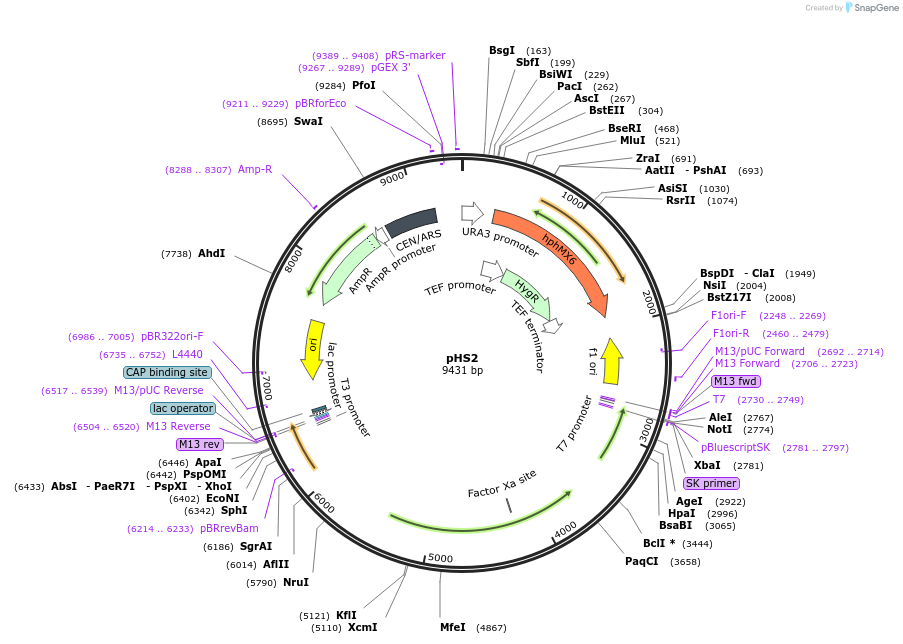 81037-plasmid-map-sequence-id-274379