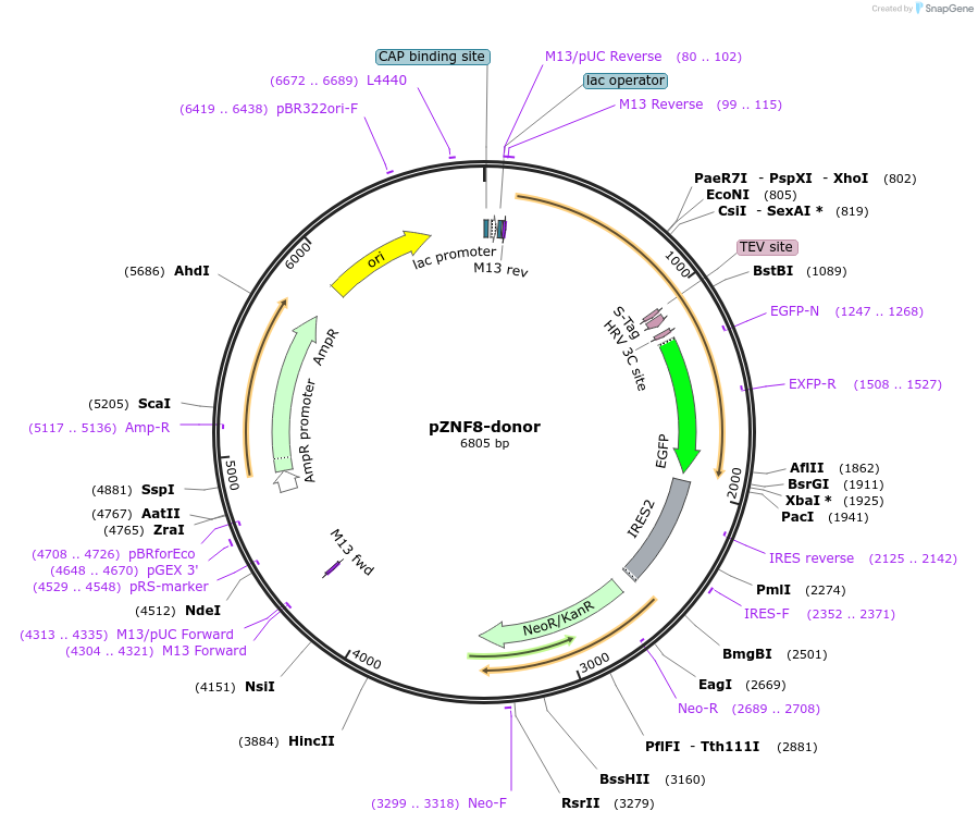 136689-plasmid-map-sequence-id-274397