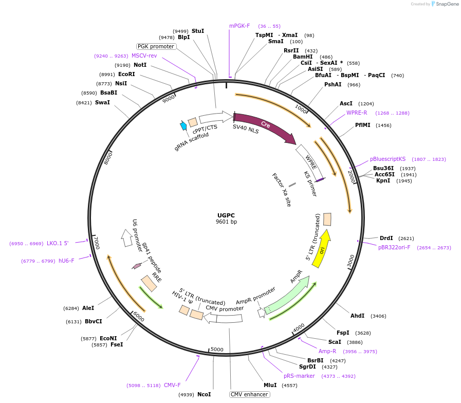 138954-plasmid-map-sequence-id-274398