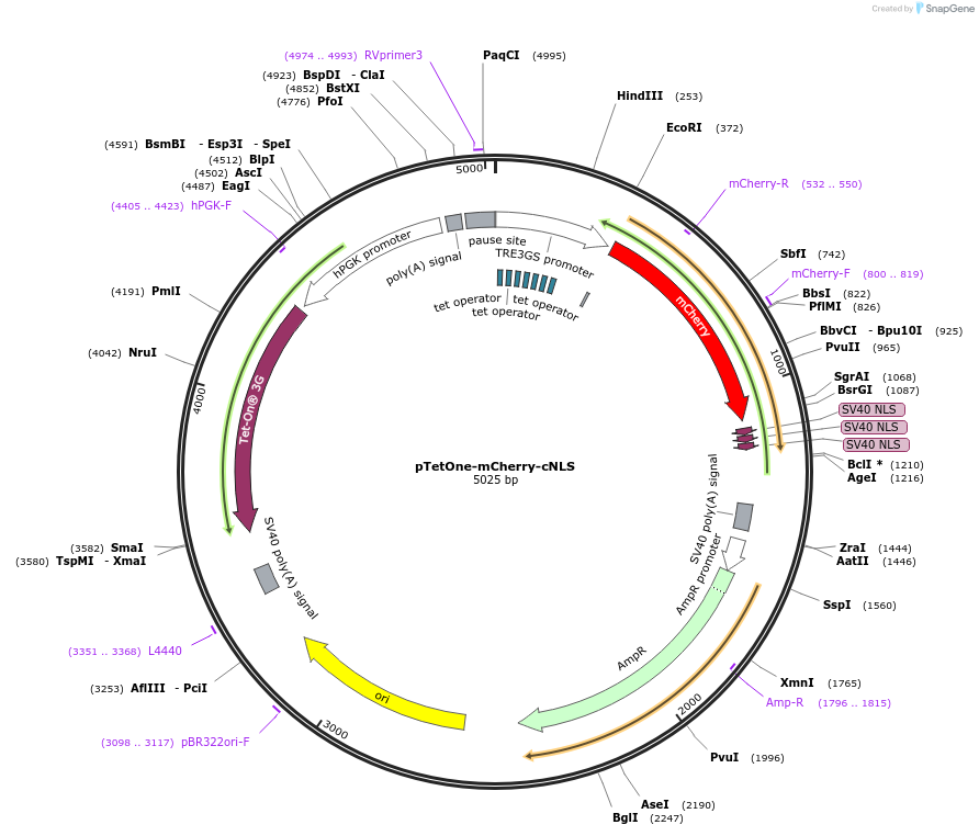 138527-plasmid-map-sequence-id-274399