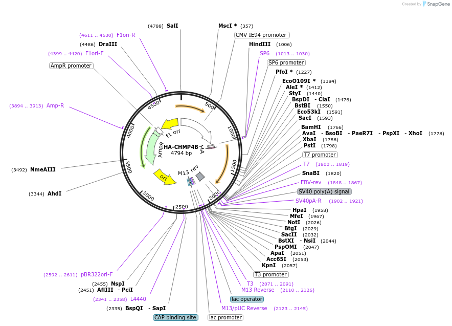 139013-plasmid-map-sequence-id-274403