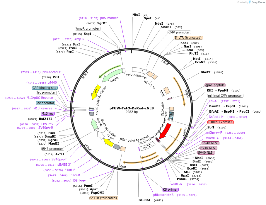 138533-plasmid-map-sequence-id-274404