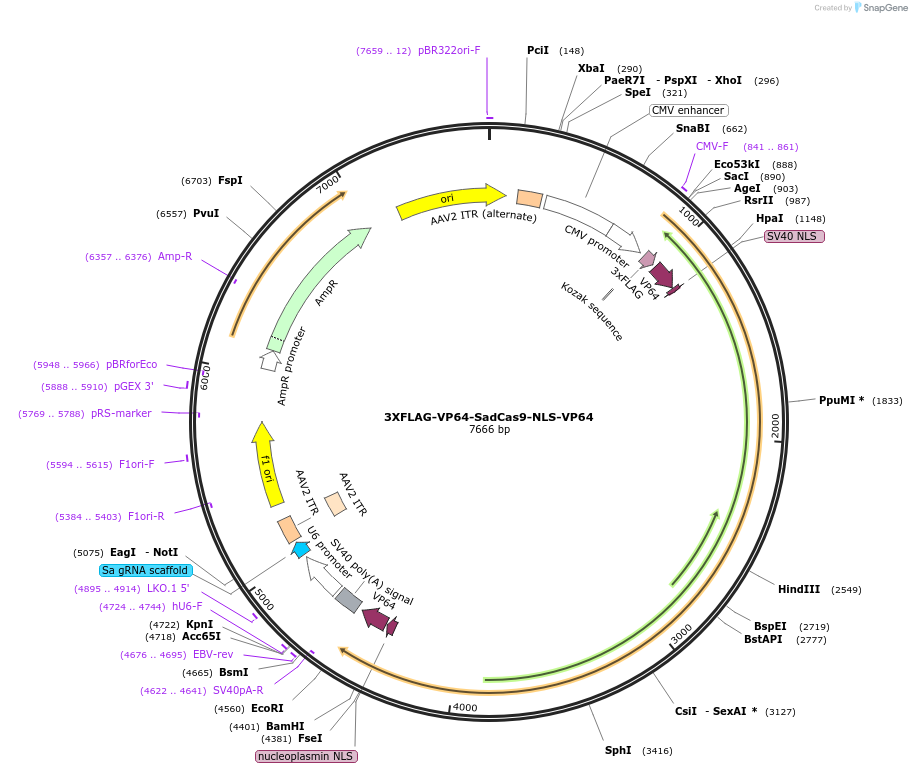 135338-plasmid-map-sequence-id-274405
