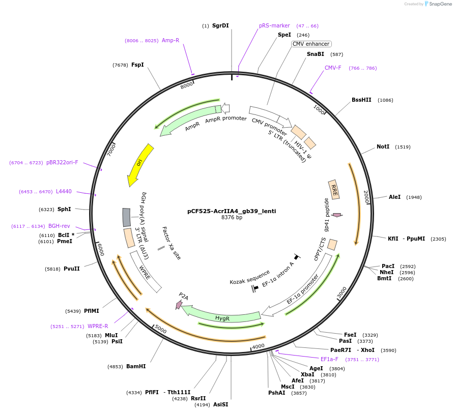 138305-plasmid-map-sequence-id-274406