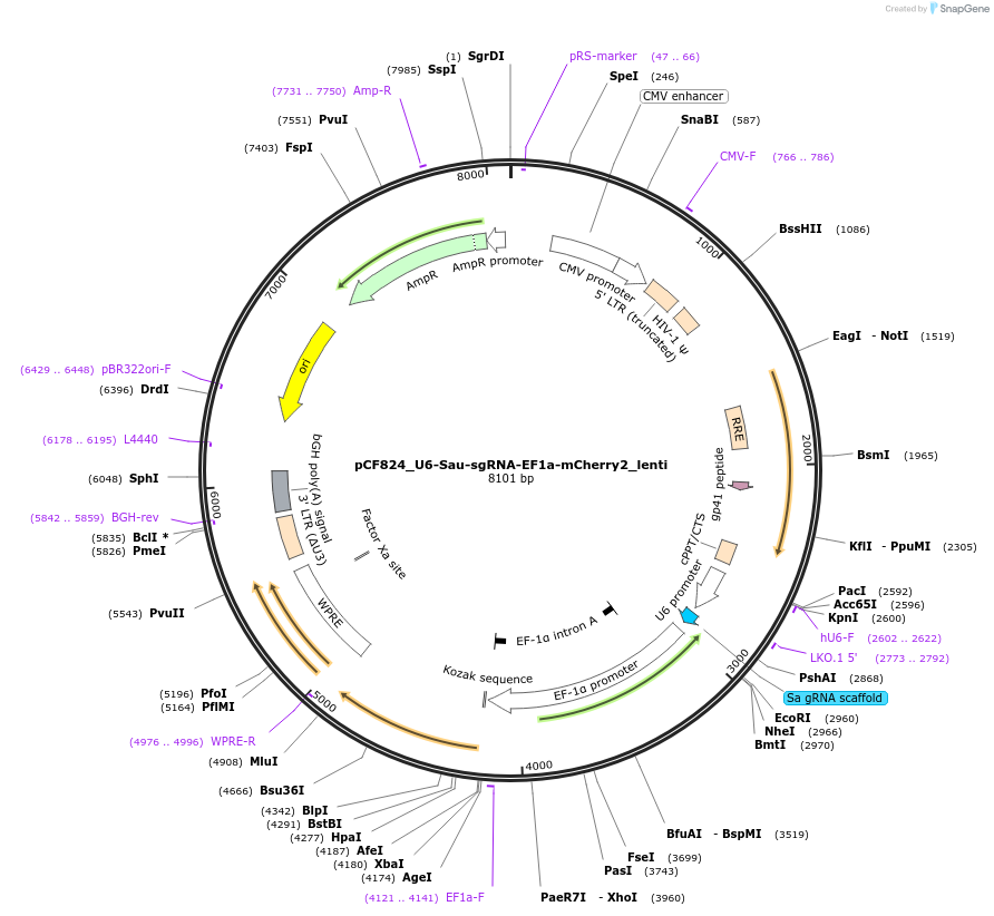 138318-plasmid-map-sequence-id-274413