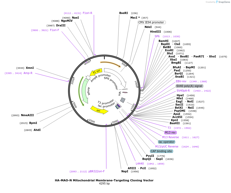 139015-plasmid-map-sequence-id-274415