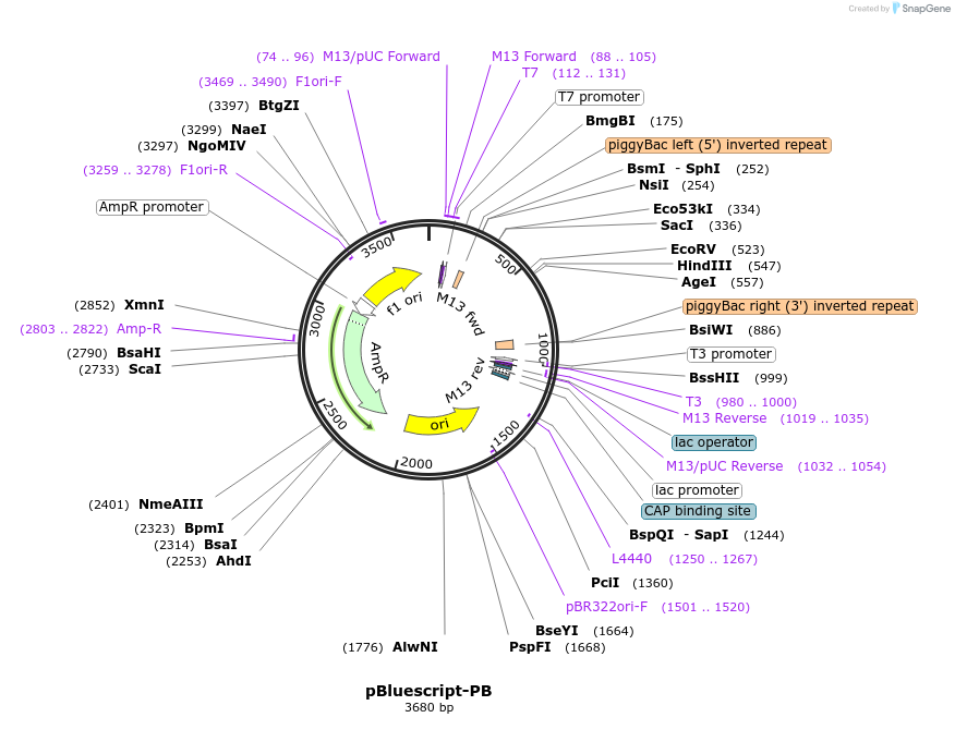 133885-plasmid-map-sequence-id-274419