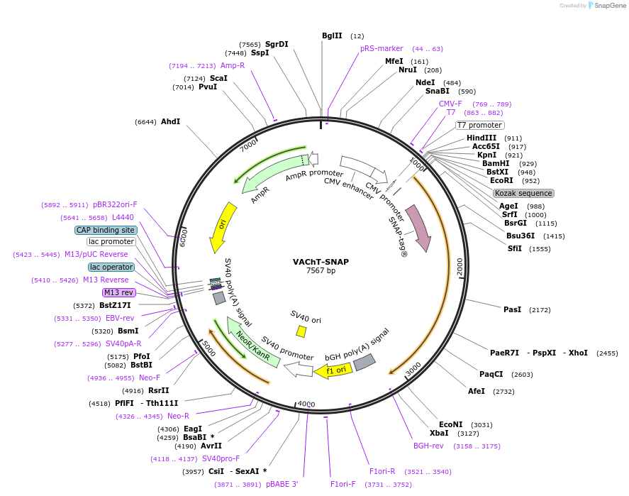 105318-plasmid-map-sequence-id-274426