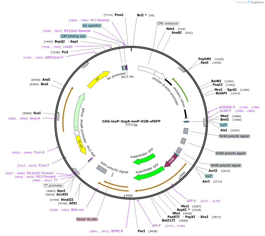 136064-plasmid-map-sequence-id-274428