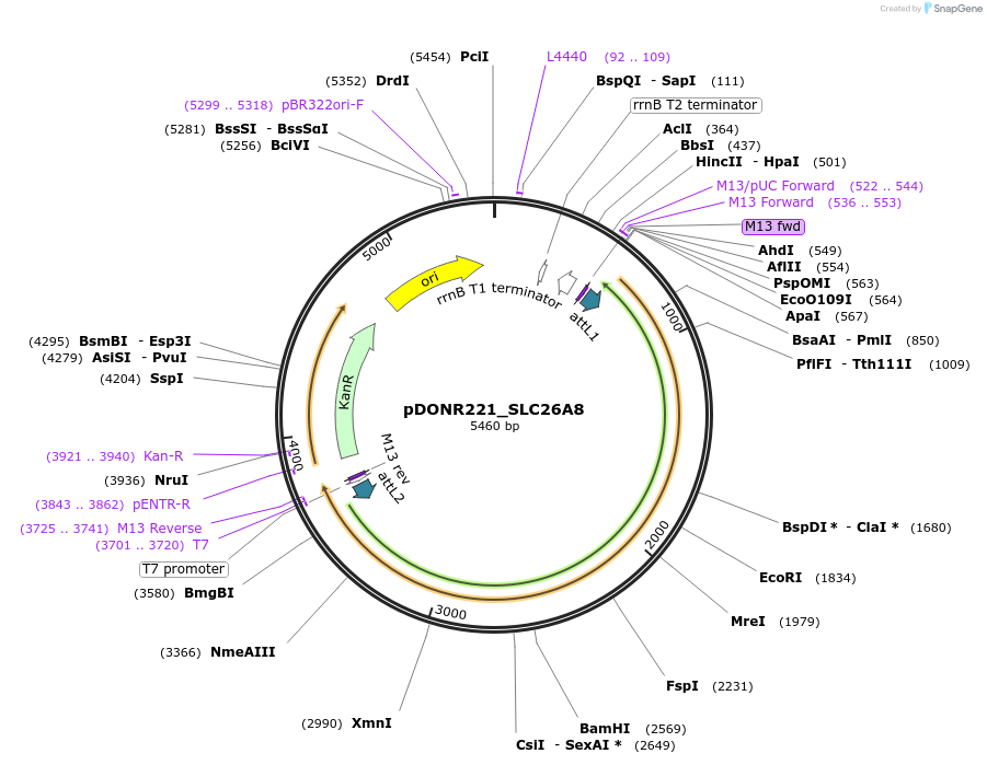 132277-plasmid-map-sequence-id-274433