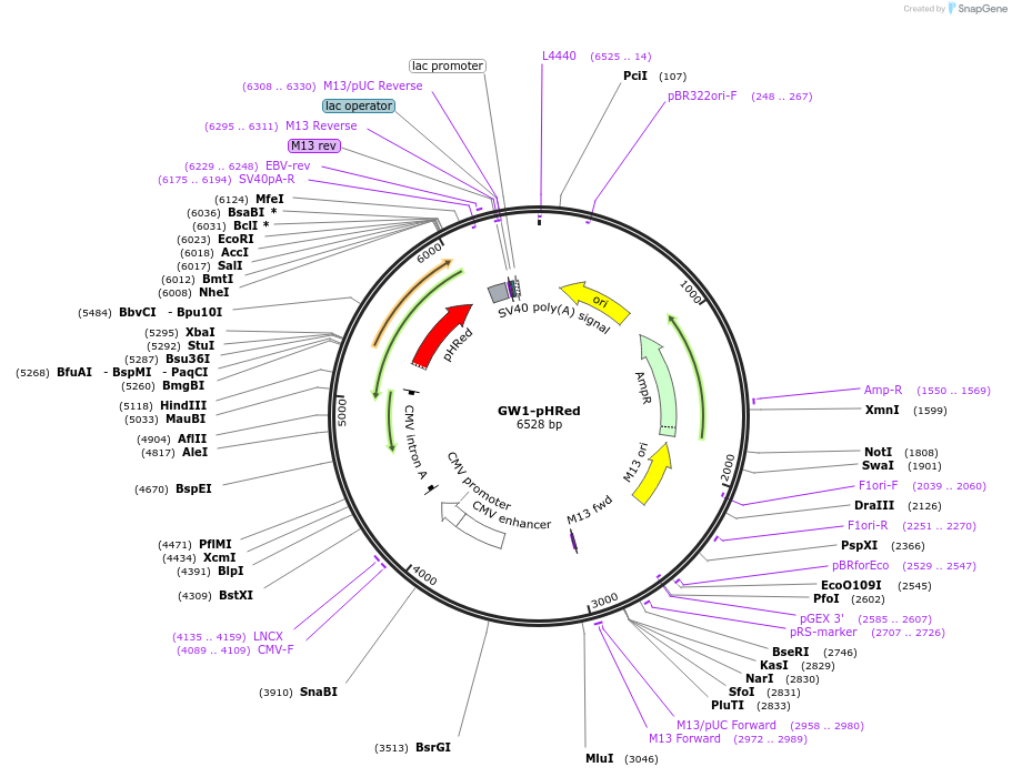 31473-plasmid-map-sequence-id-274438