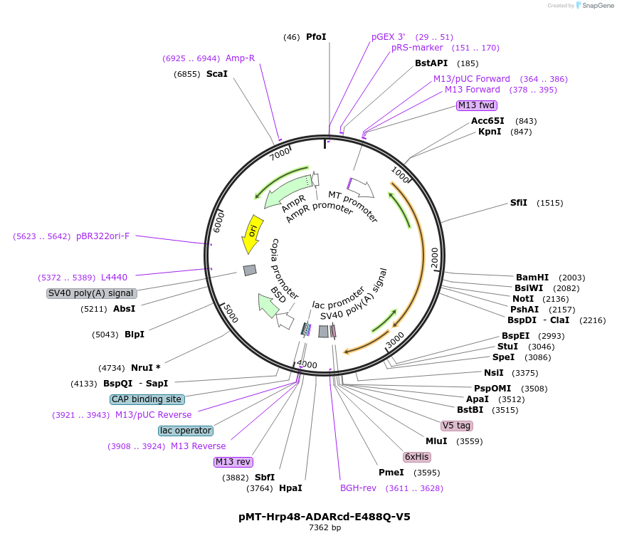 139685-plasmid-map-sequence-id-274443