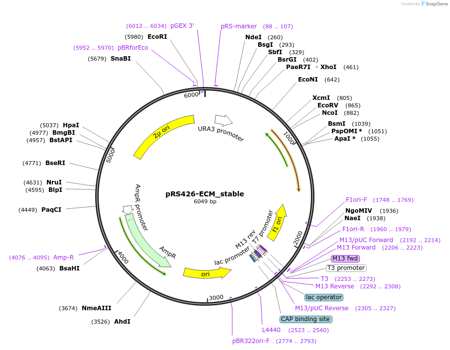 127606-plasmid-map-sequence-id-274474