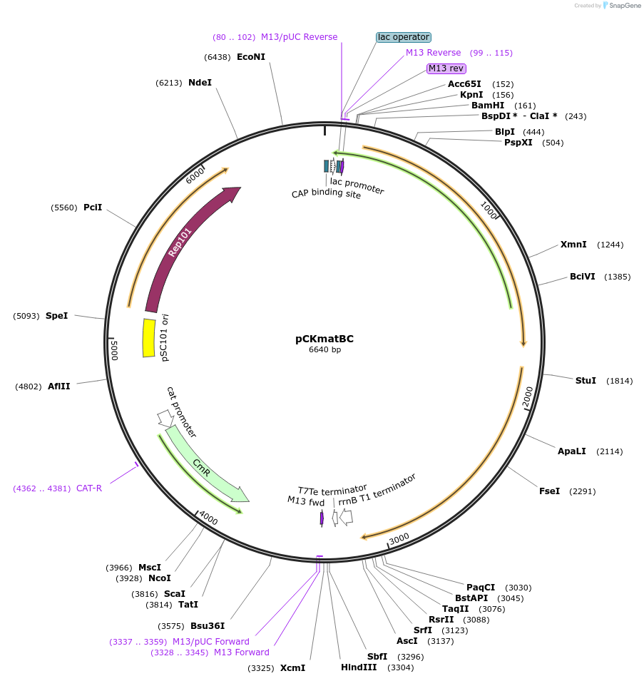 138587-plasmid-map-sequence-id-274478
