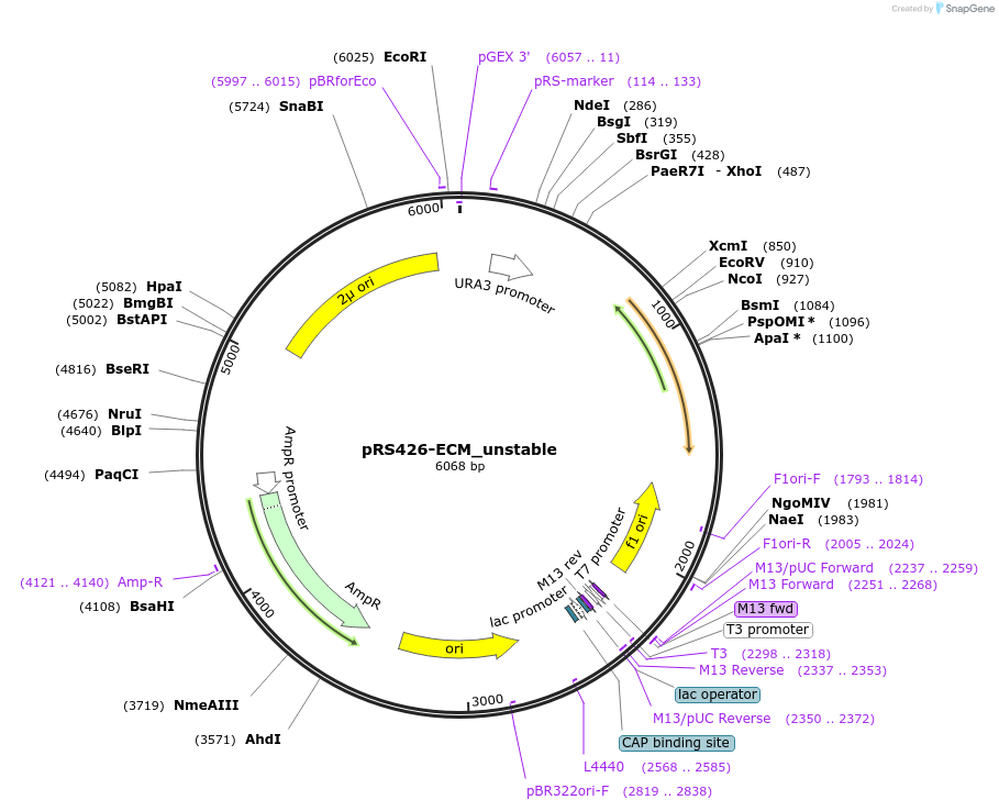 127607-plasmid-map-sequence-id-274480