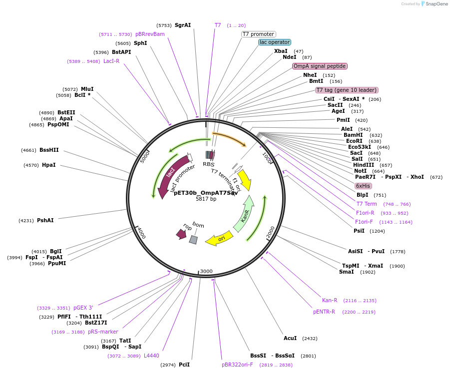 138589-plasmid-map-sequence-id-274488