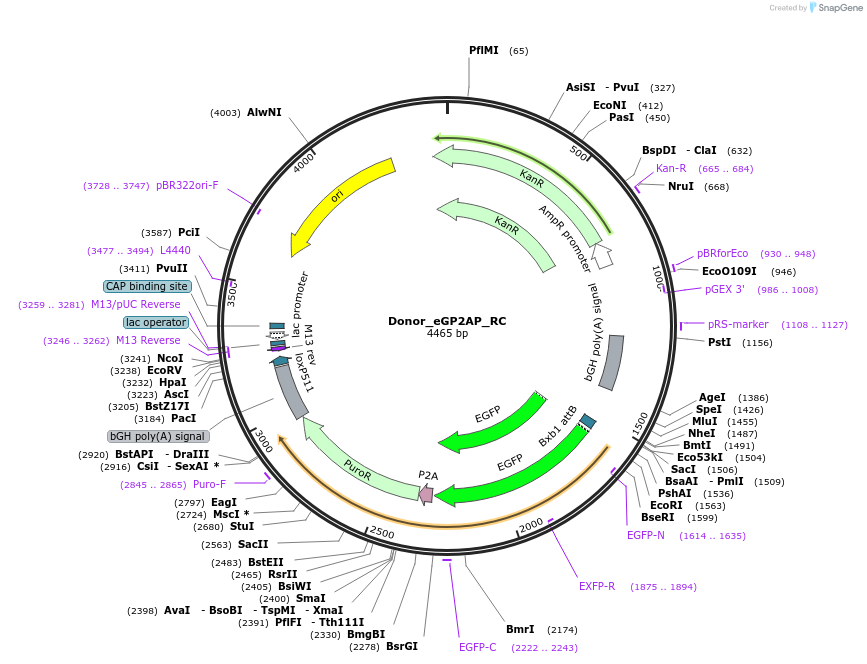 133784-plasmid-map-sequence-id-274492