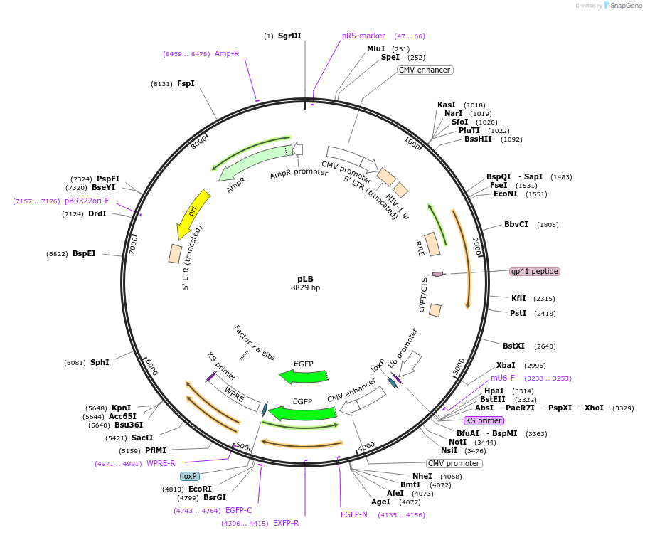 11619-plasmid-map-sequence-id-274493
